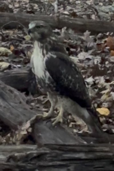 Northern Harrier - ML642836200
