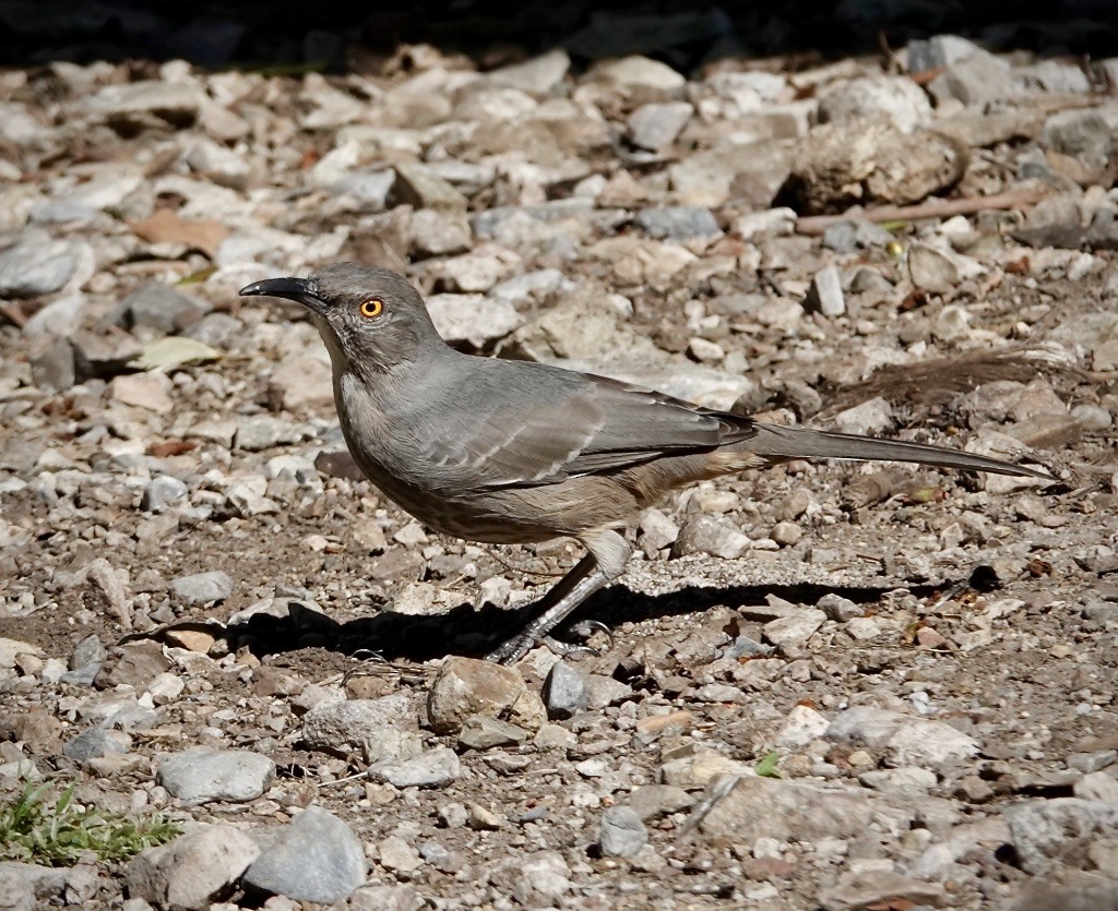 Curve-billed Thrasher (curvirostre Group) - ML642836201