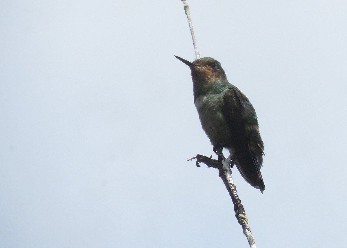 Frilled Coquette - ML642836204