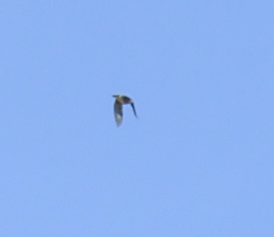 Yellow-bellied Sapsucker - ML642836205