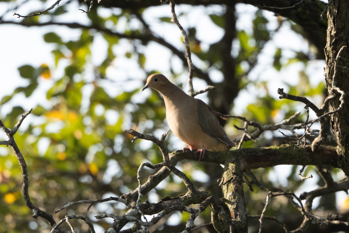 Mourning Dove - ML642836206