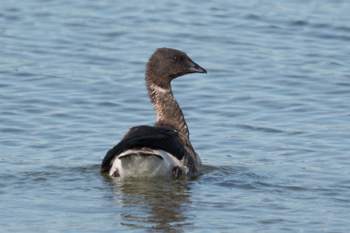 Brant - ML642836208