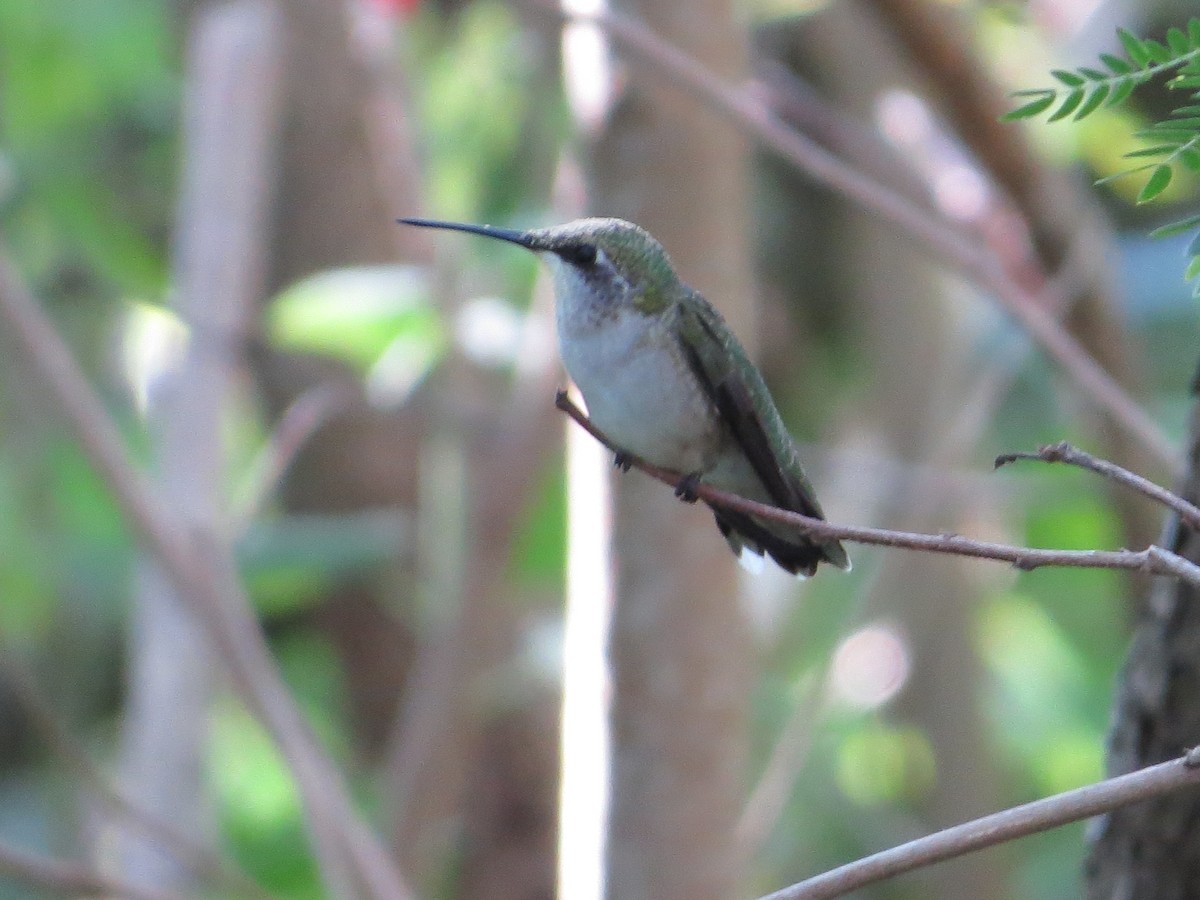 Ruby-throated Hummingbird - ML642836209