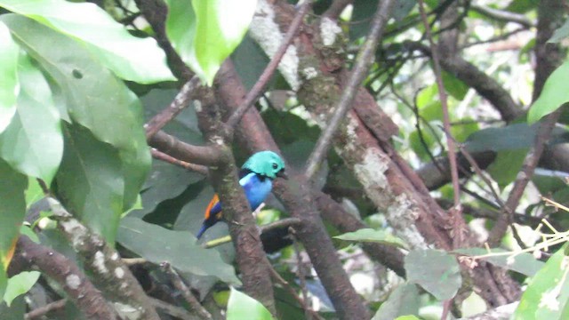 Seven-colored Tanager - ML642836215