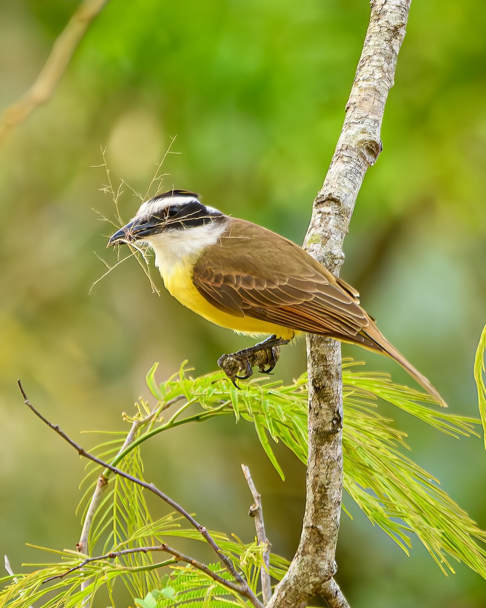 Great Kiskadee - ML642836216
