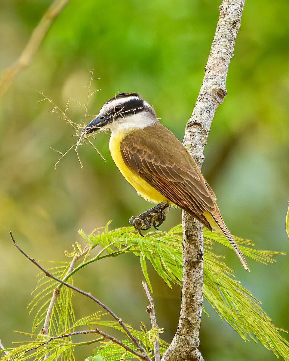 Great Kiskadee - ML642836217