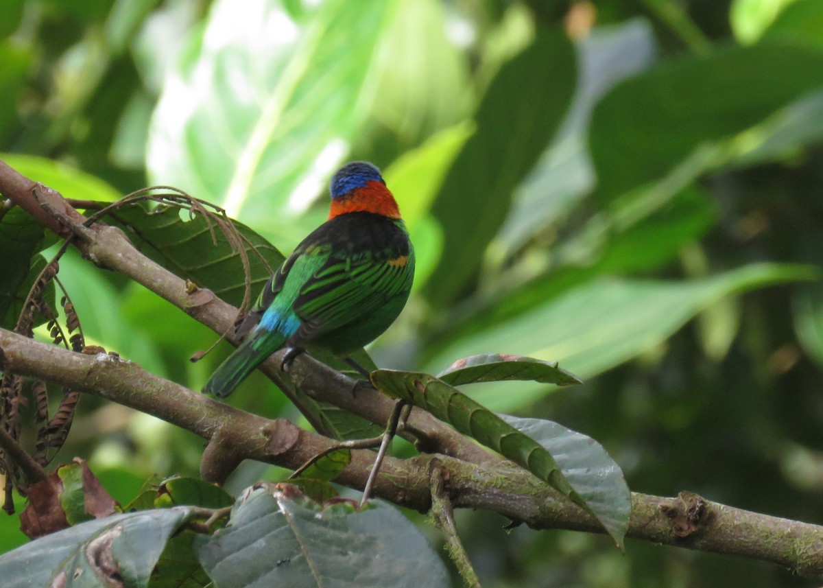 Red-necked Tanager - ML642836218