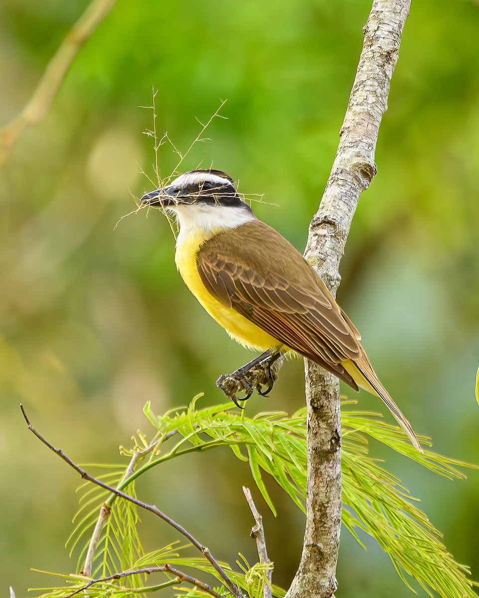 Great Kiskadee - ML642836219