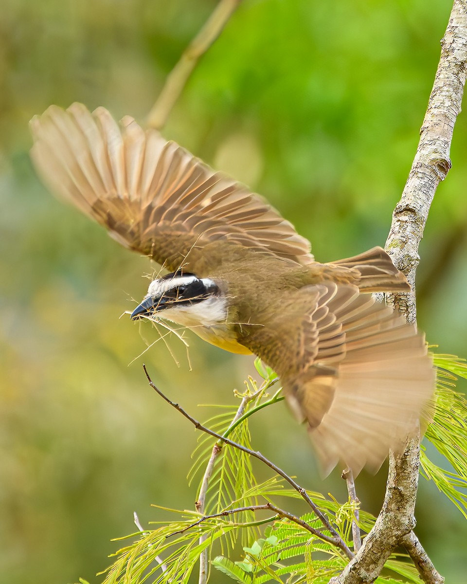 Great Kiskadee - ML642836220