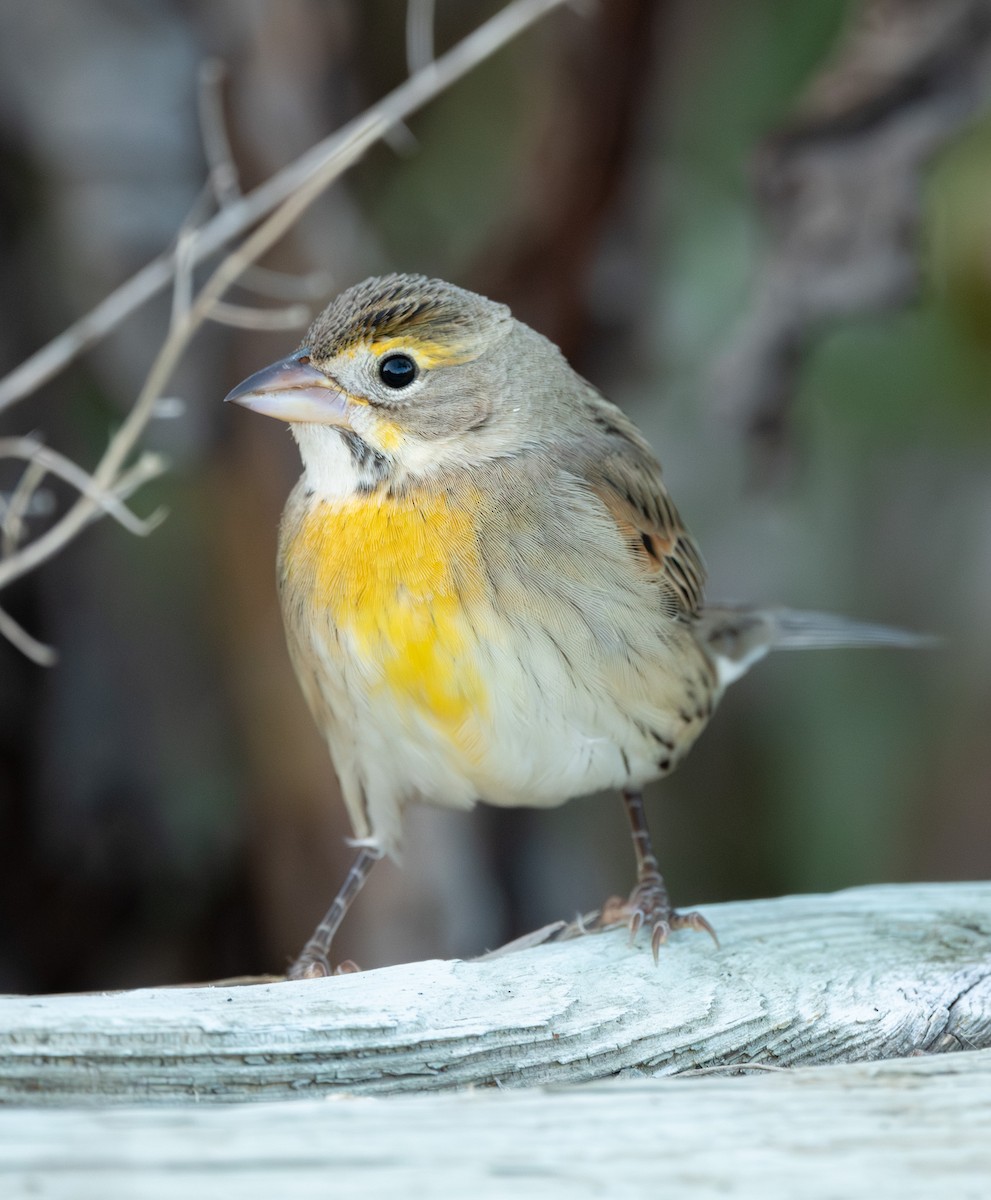 Dickcissel - ML642836222