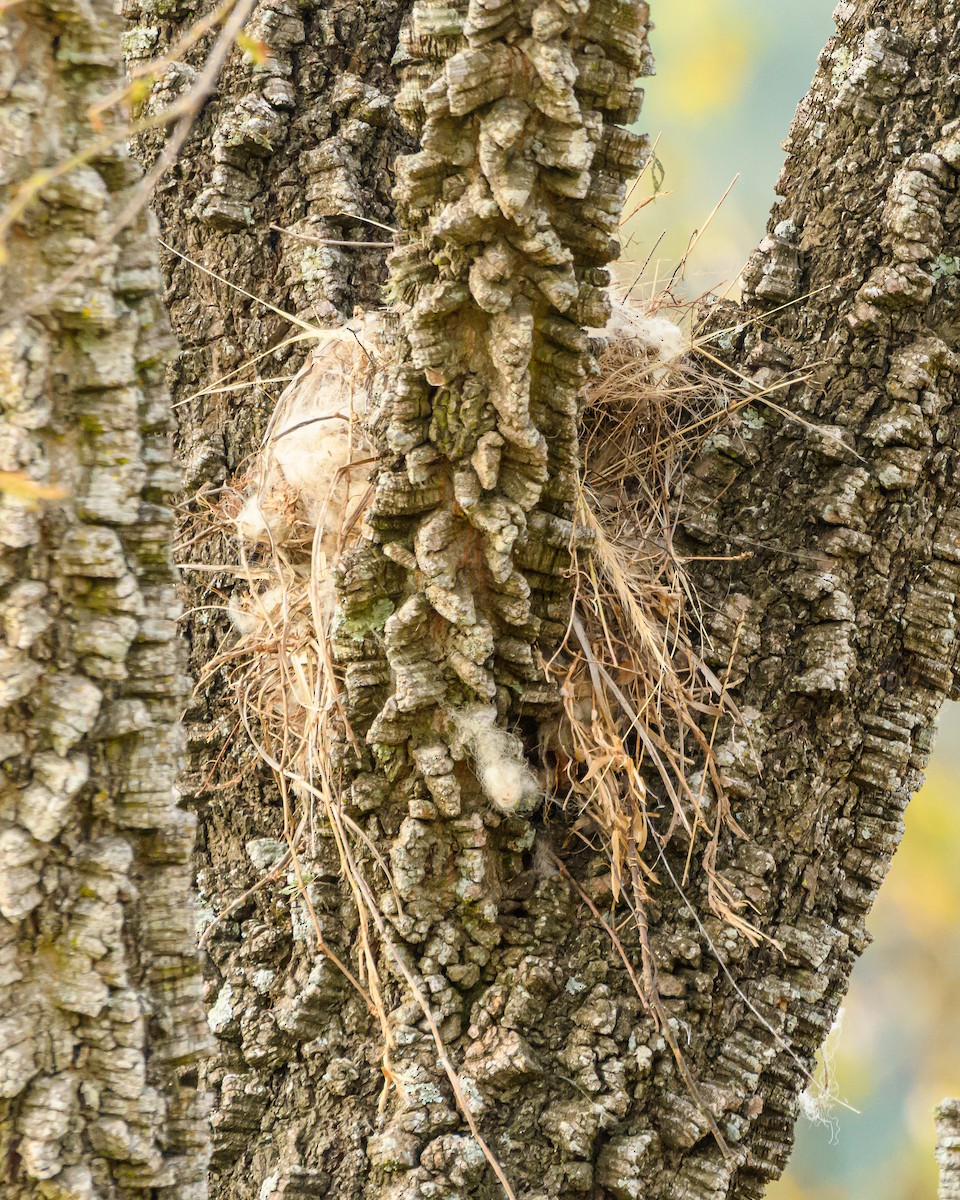 Great Kiskadee - ML642836223