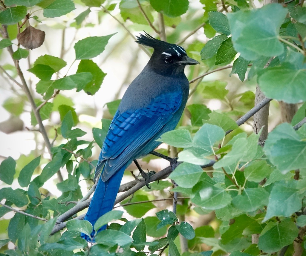 Steller's Jay (Southwest Interior) - ML642836224