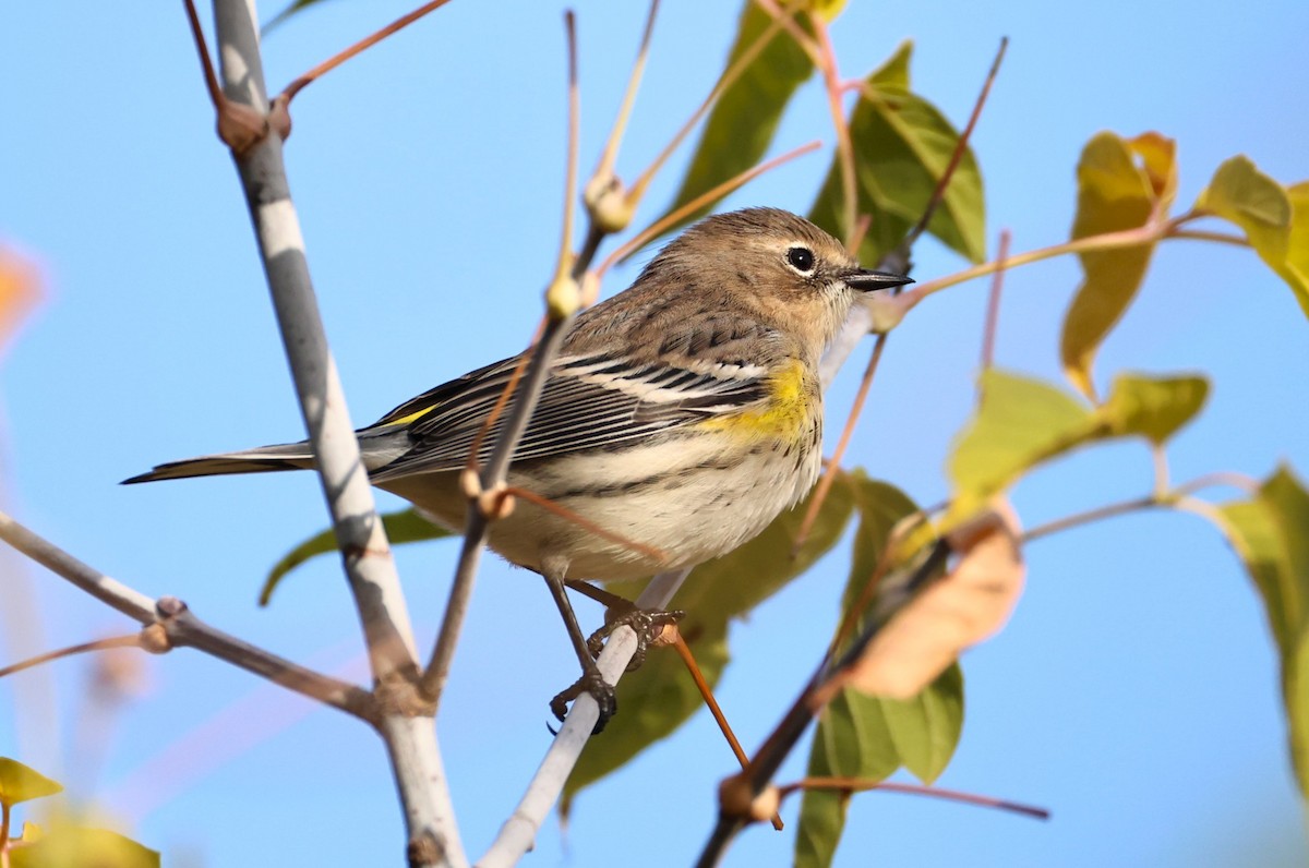 Yellow-rumped Warbler - ML642836226