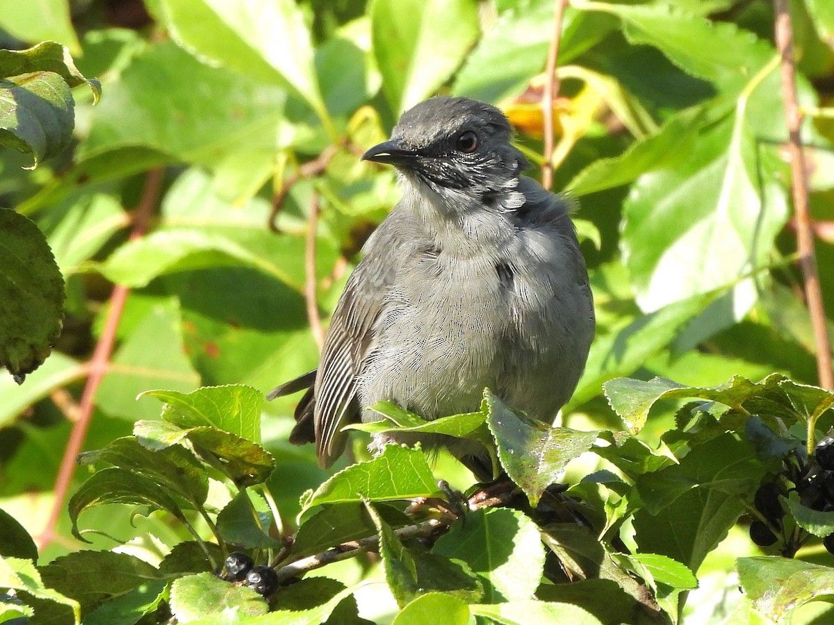 Gray Catbird - ML642836228