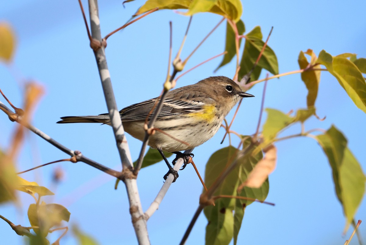 Yellow-rumped Warbler - ML642836236