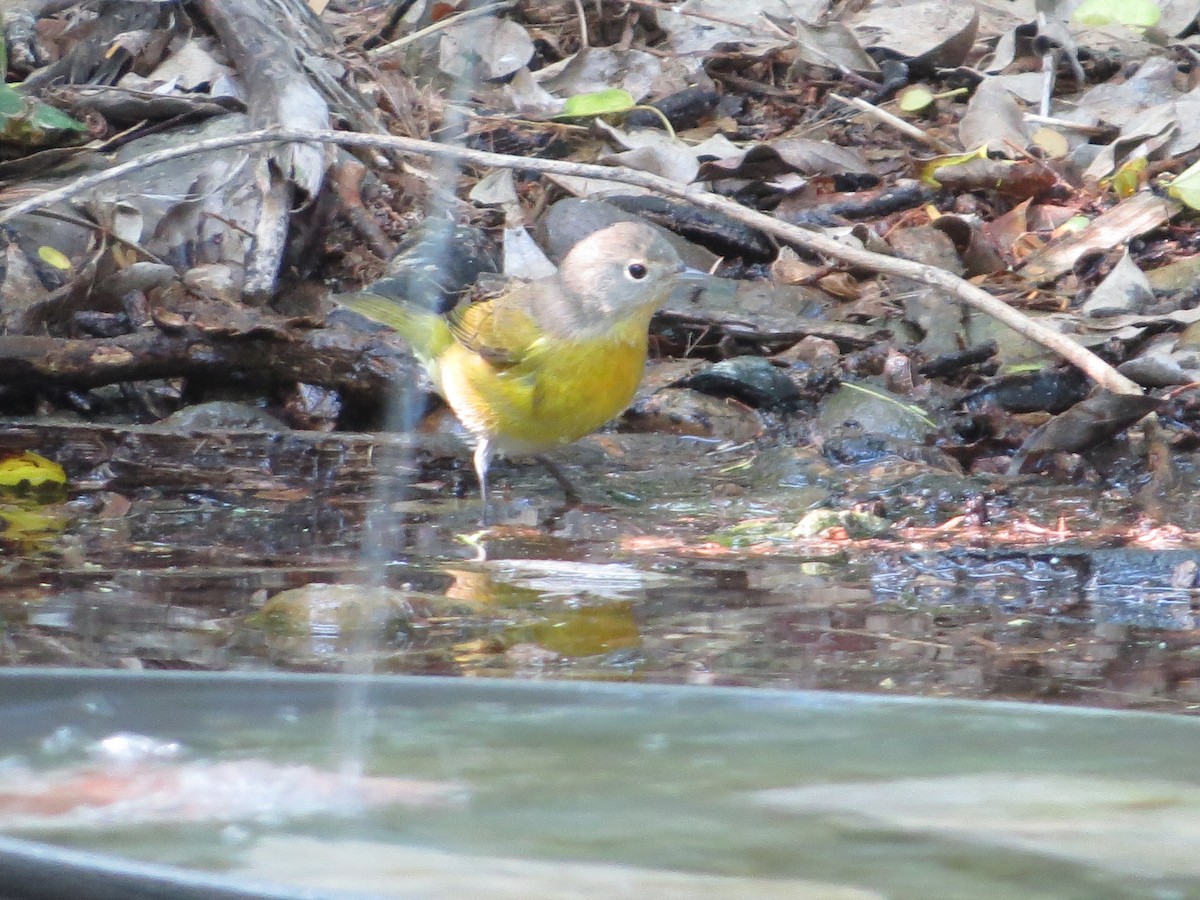 Nashville Warbler - ML642836238