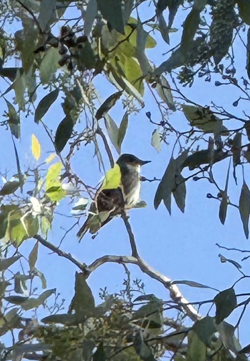 Olive-sided Flycatcher - ML642836240