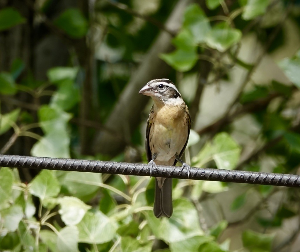 Black-headed Grosbeak - ML642836242