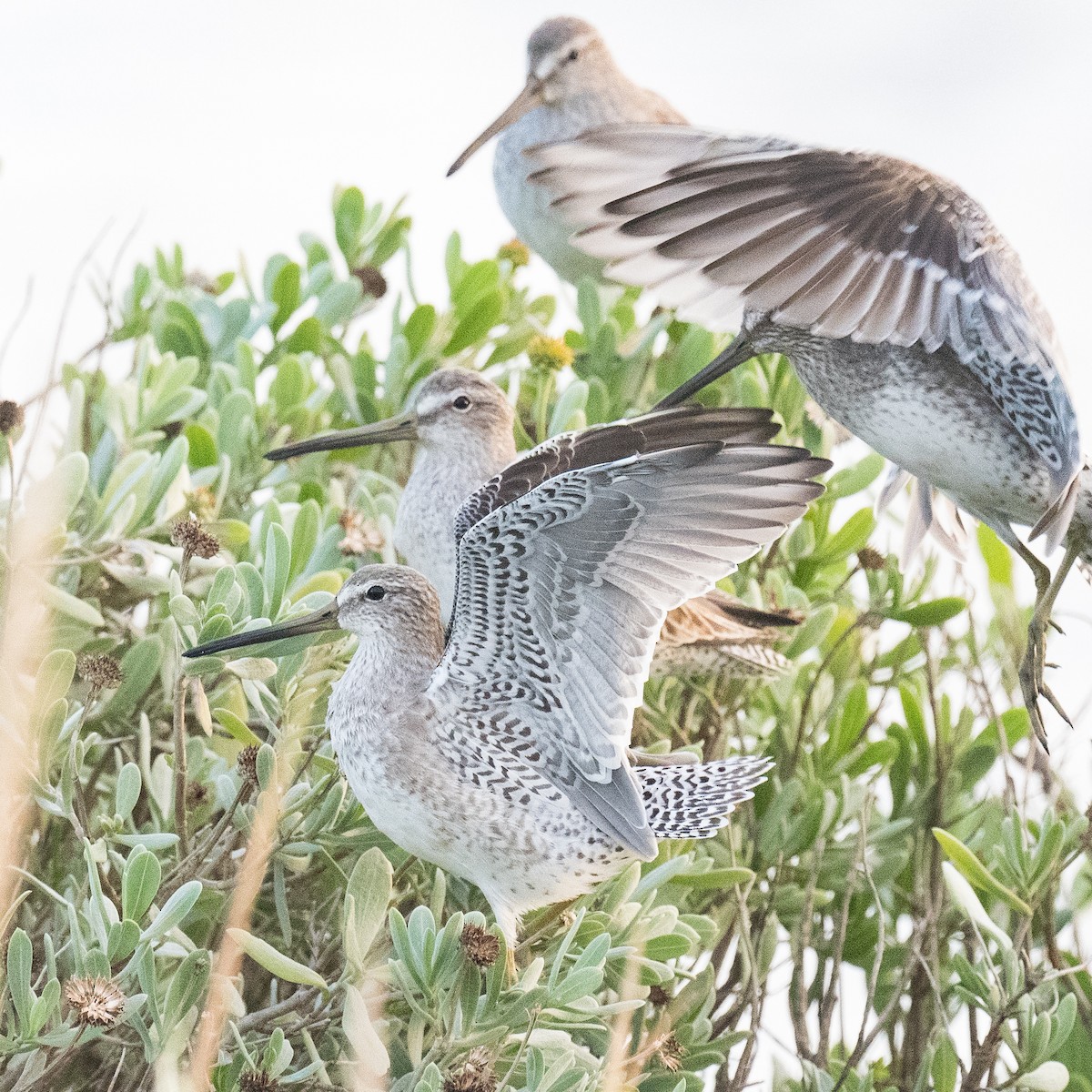 Short-billed Dowitcher - ML642836243