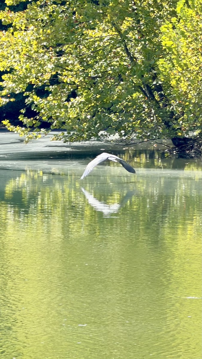 Great Blue Heron - ML642836246