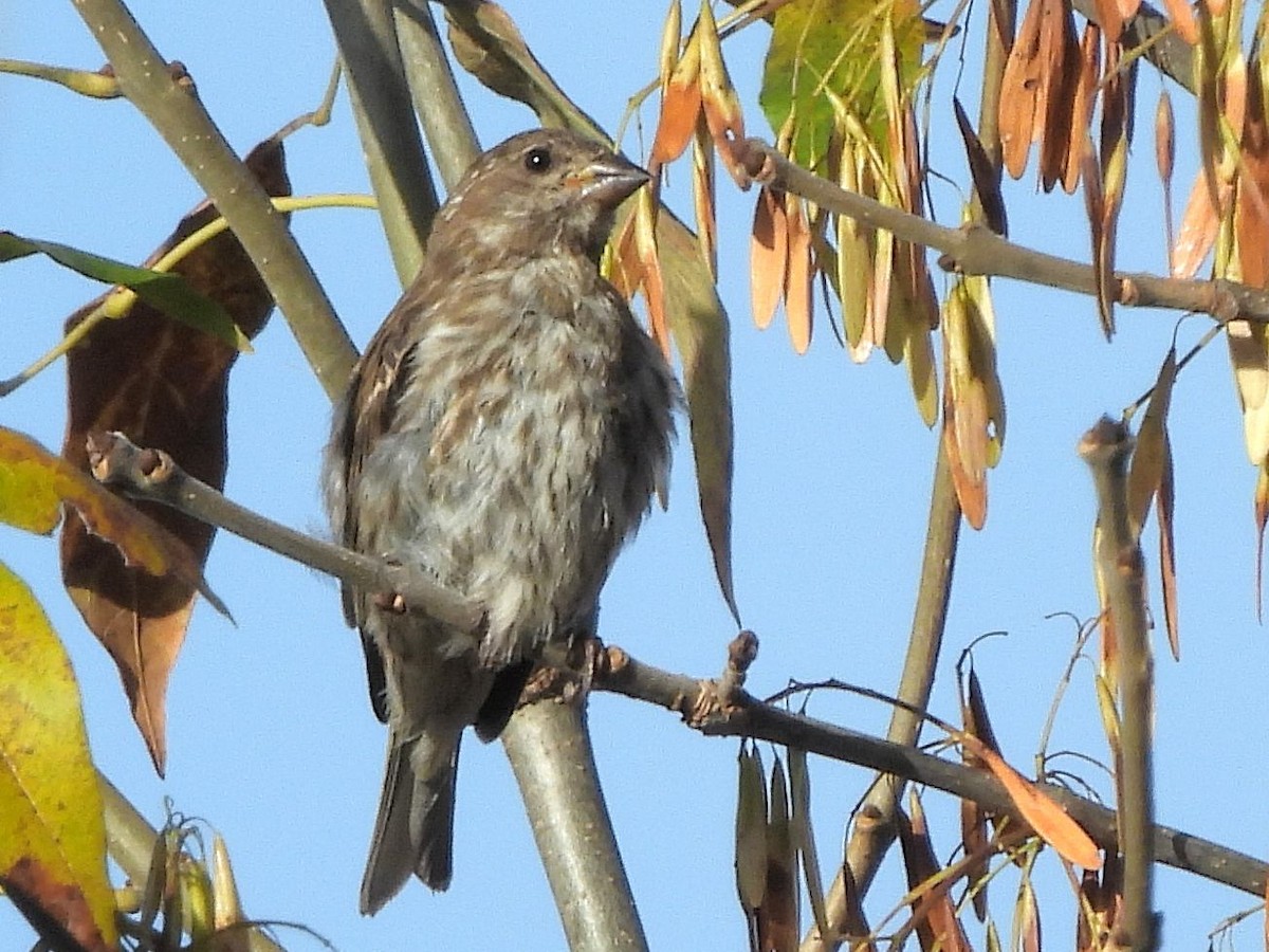 Purple Finch - ML642836250