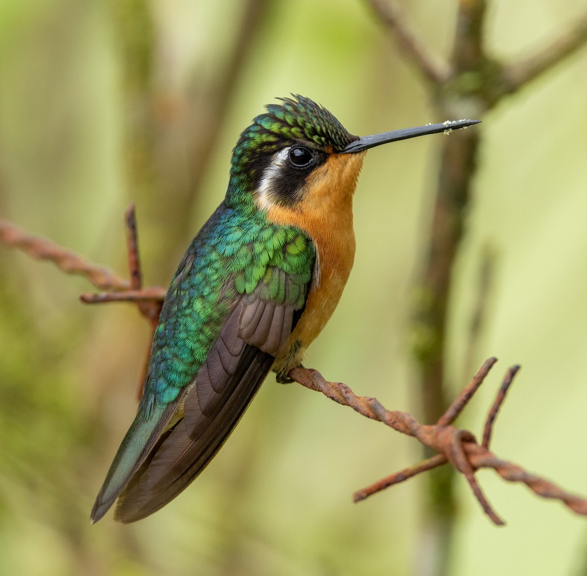Purple-throated Mountain-gem - ML642836257