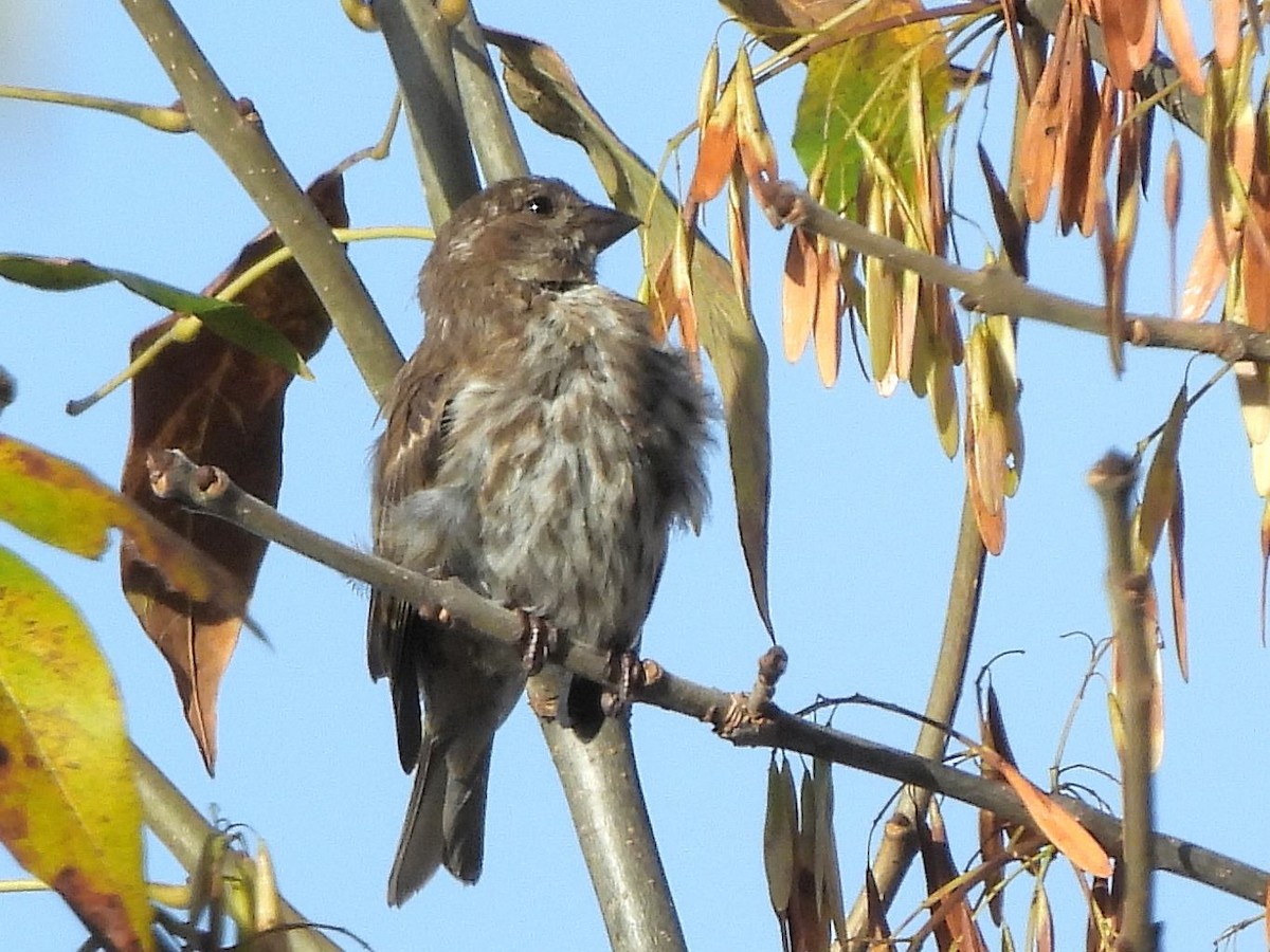 Purple Finch - ML642836262