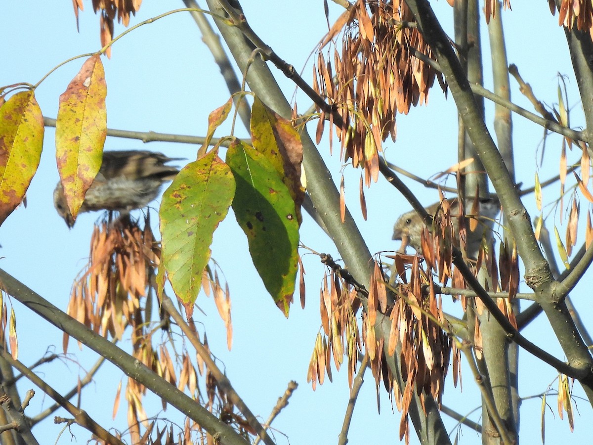 Purple Finch - ML642836272