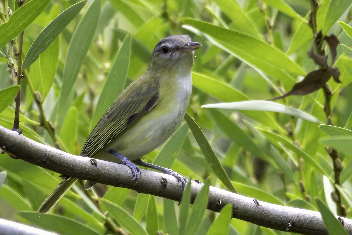 Gelbflankenvireo - ML642836274