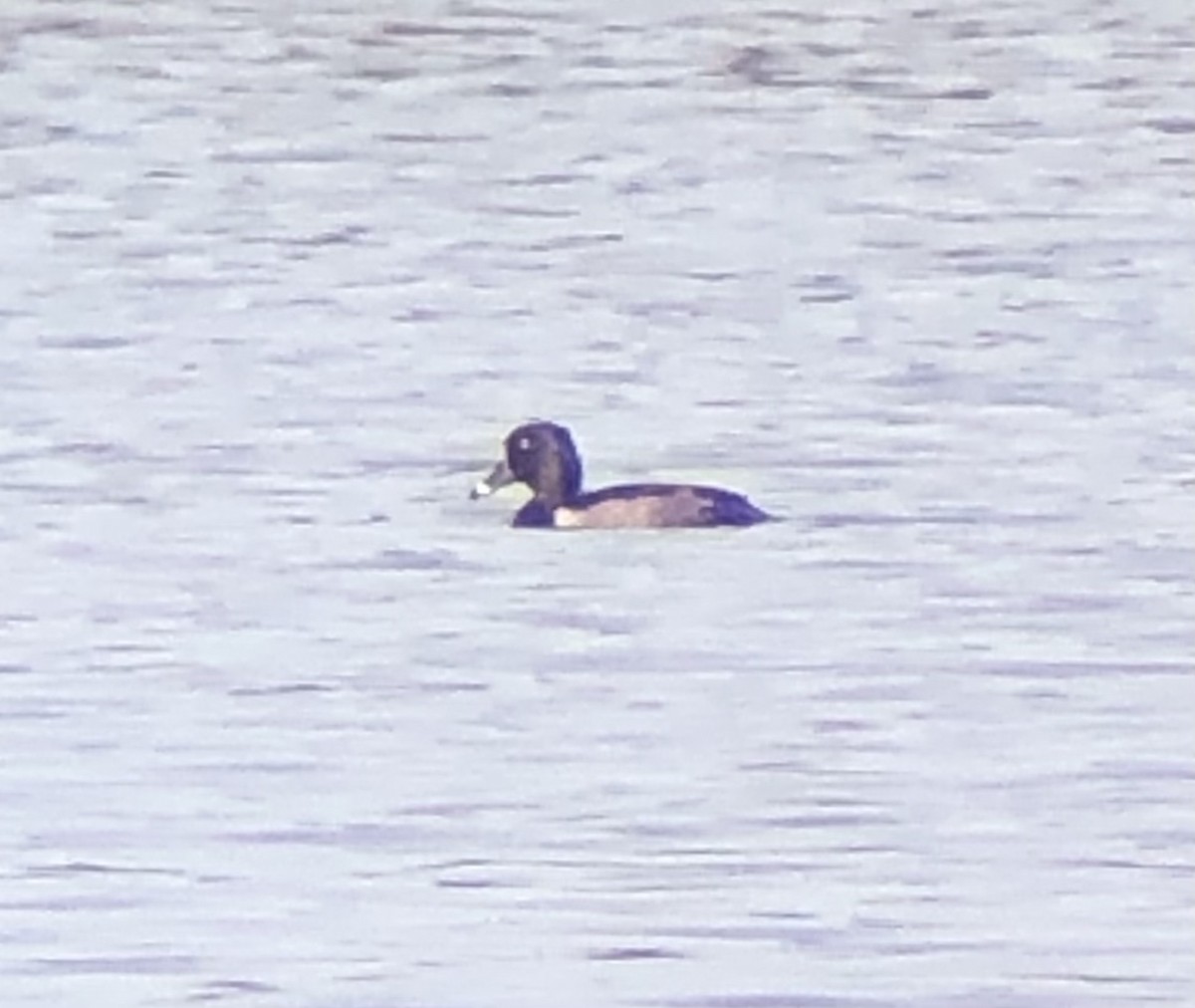 Ring-necked Duck - ML642836277