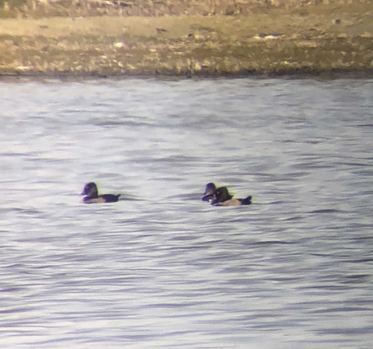 Ring-necked Duck - ML642836278