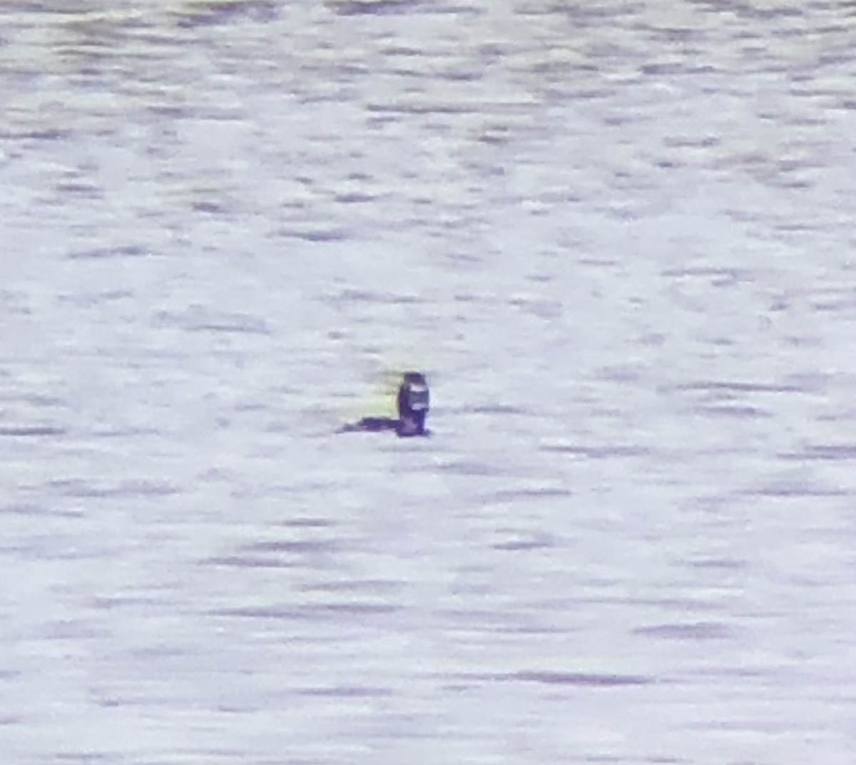 Ring-necked Duck - ML642836279