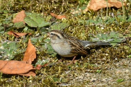 Chipping Sparrow - ML642836282