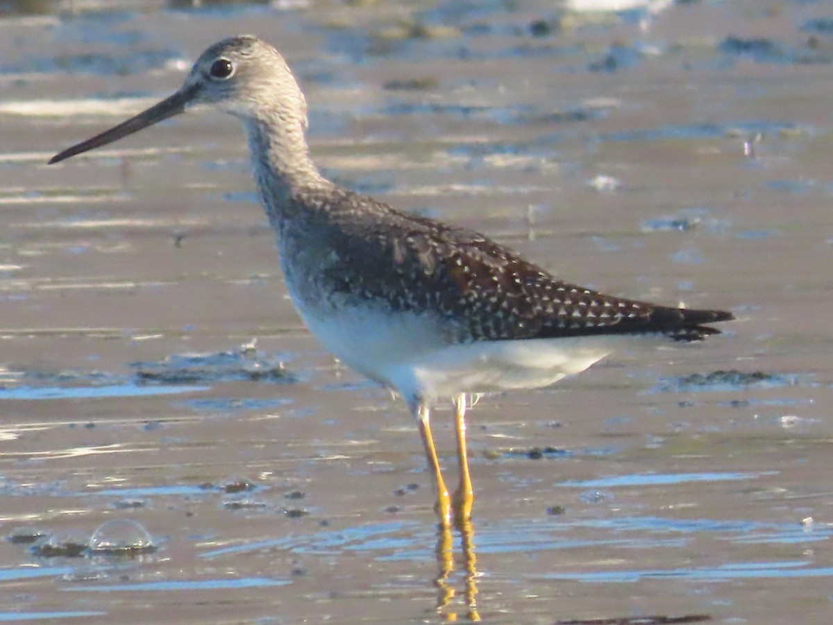 Greater Yellowlegs - ML642836285