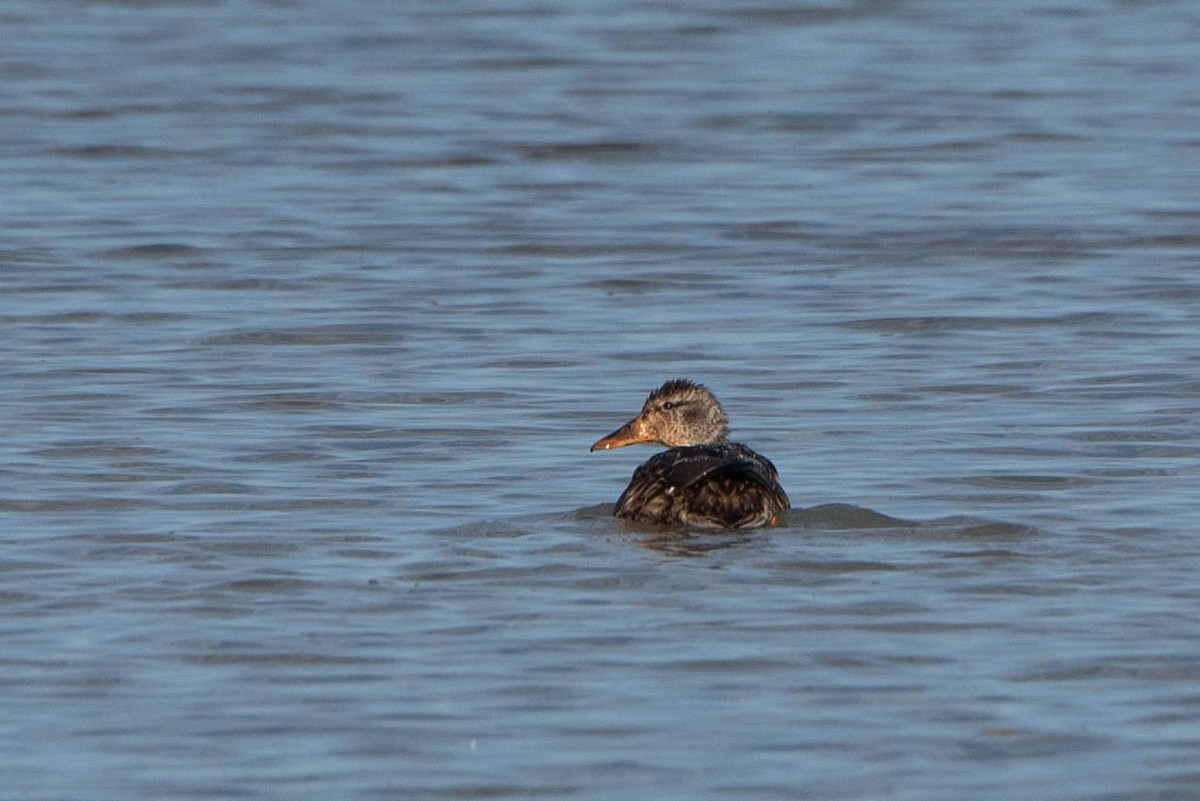 Canard colvert - ML642836288