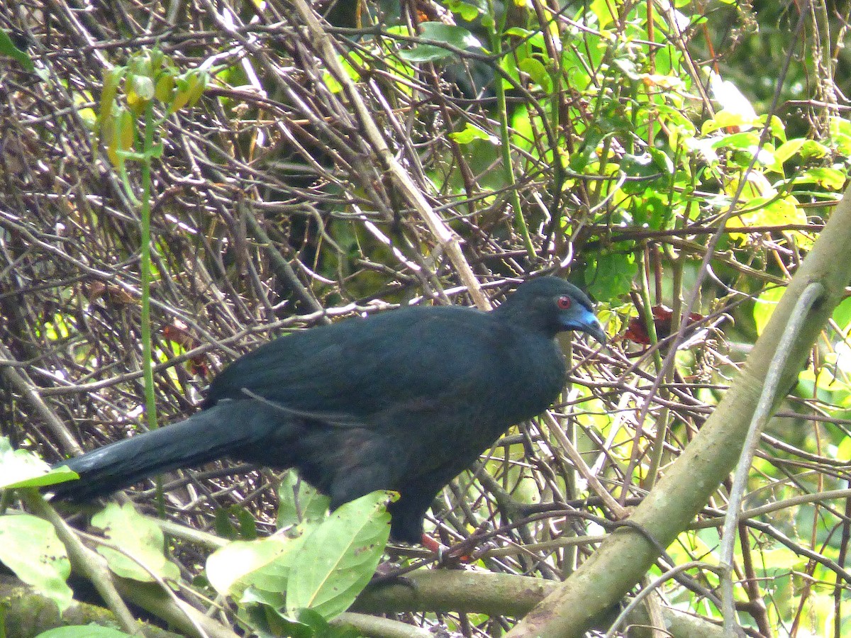 Black Guan - ML642836290
