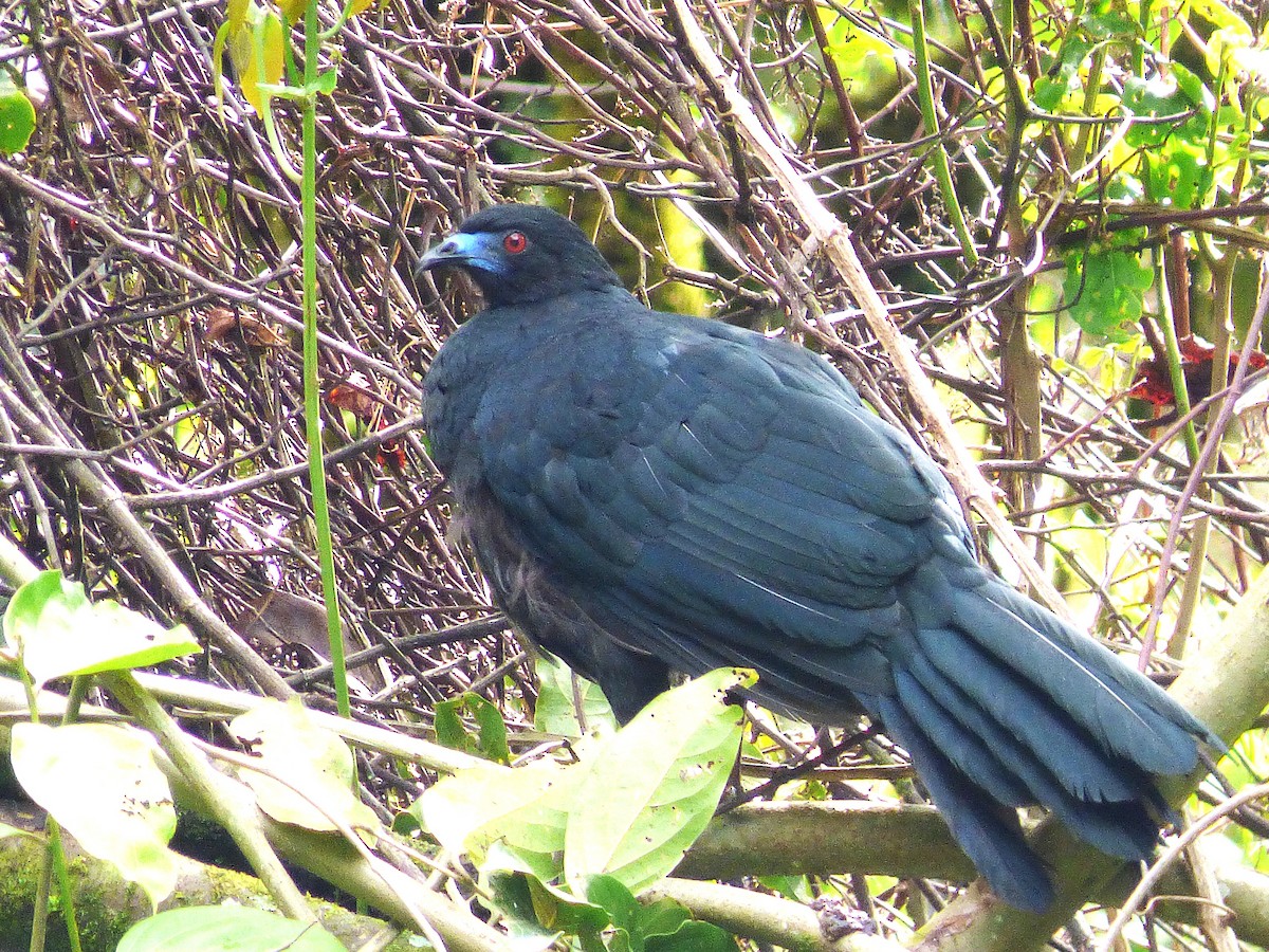 Black Guan - ML642836291