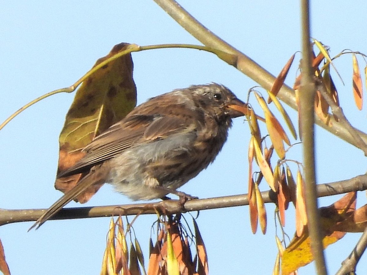Purple Finch - ML642836298