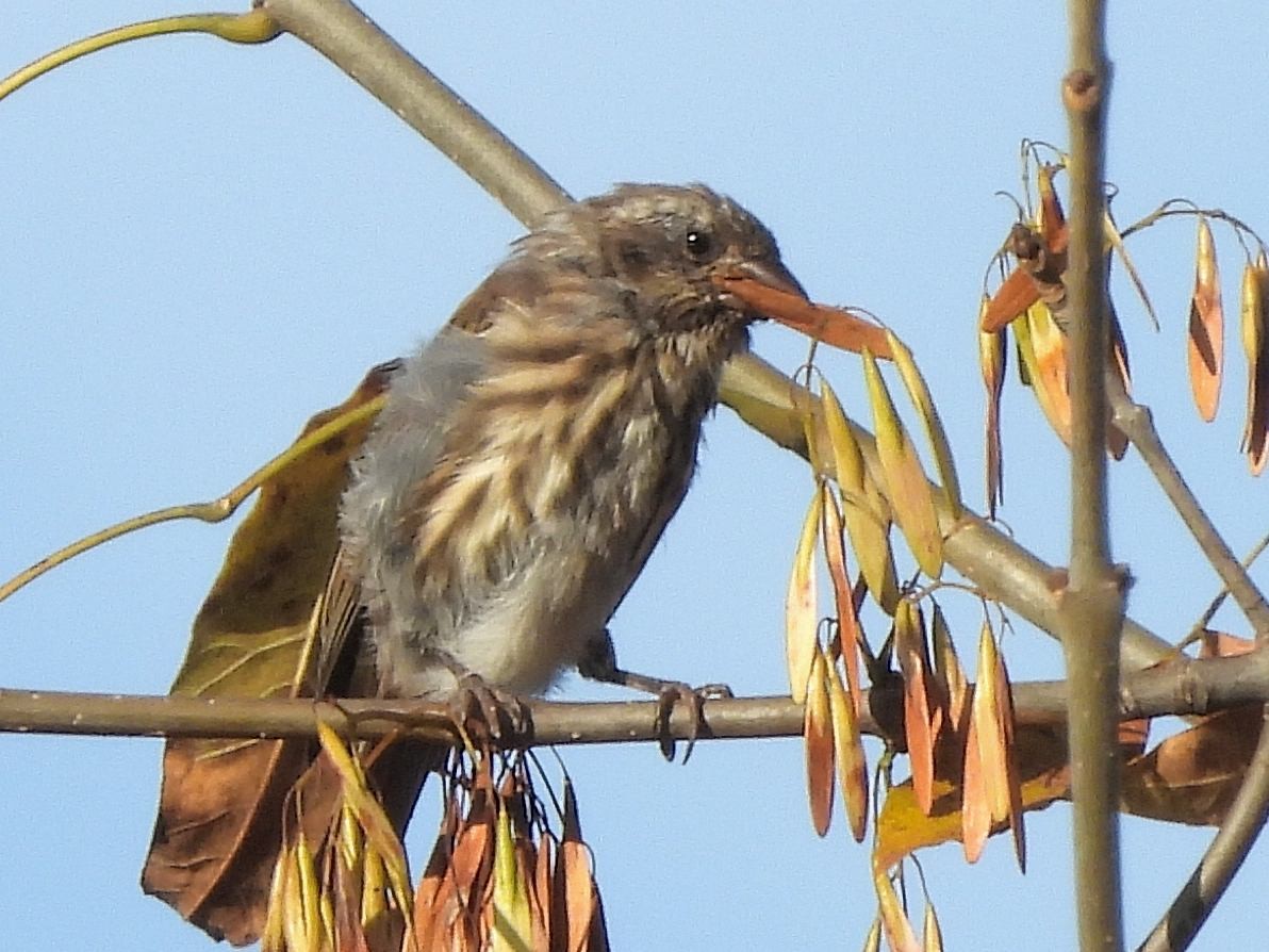 Purple Finch - ML642836313