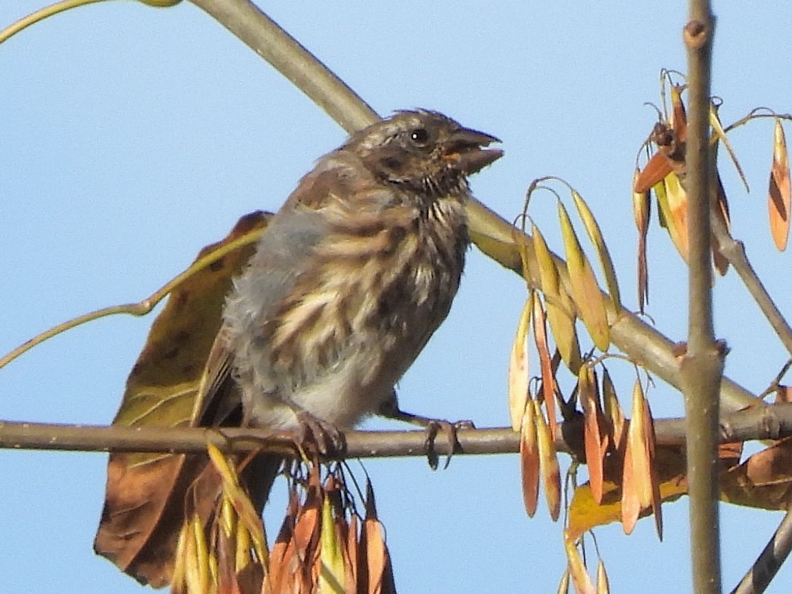 Purple Finch - ML642836315