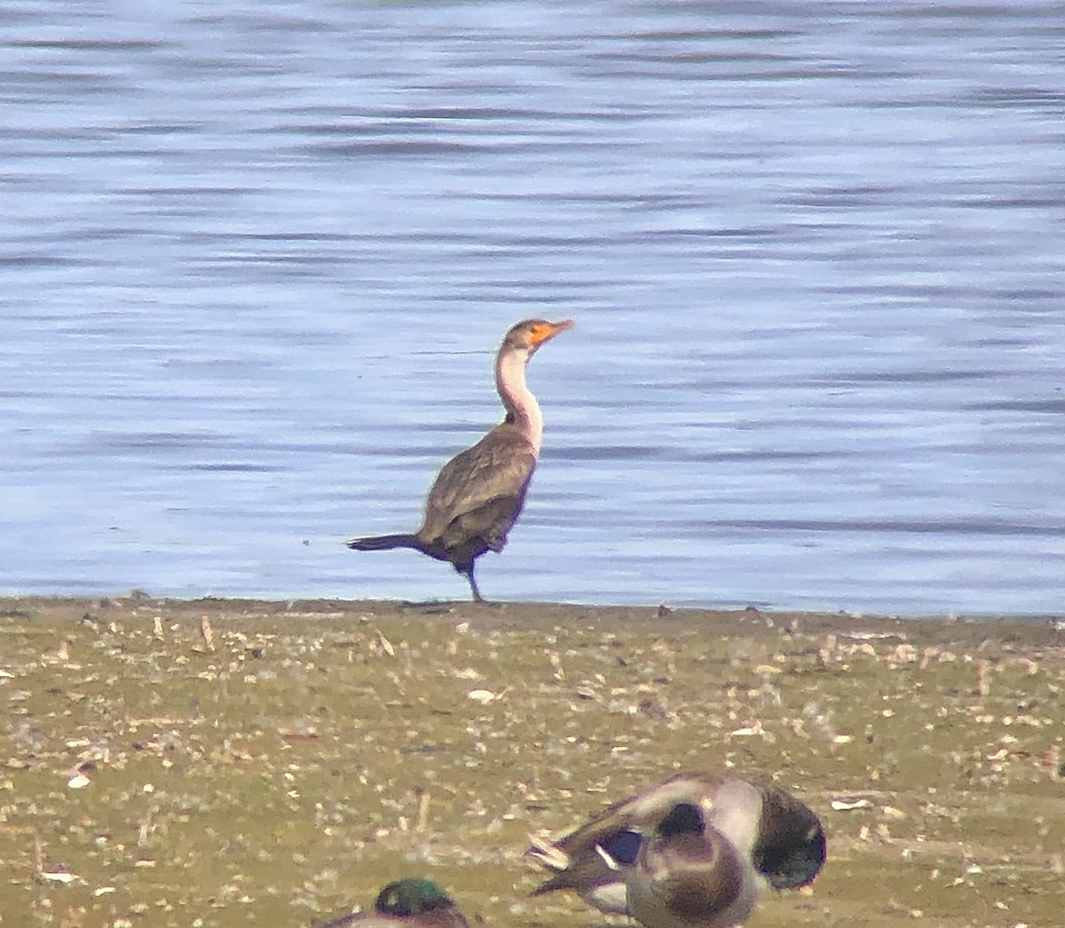 Cormoran à aigrettes - ML642836323