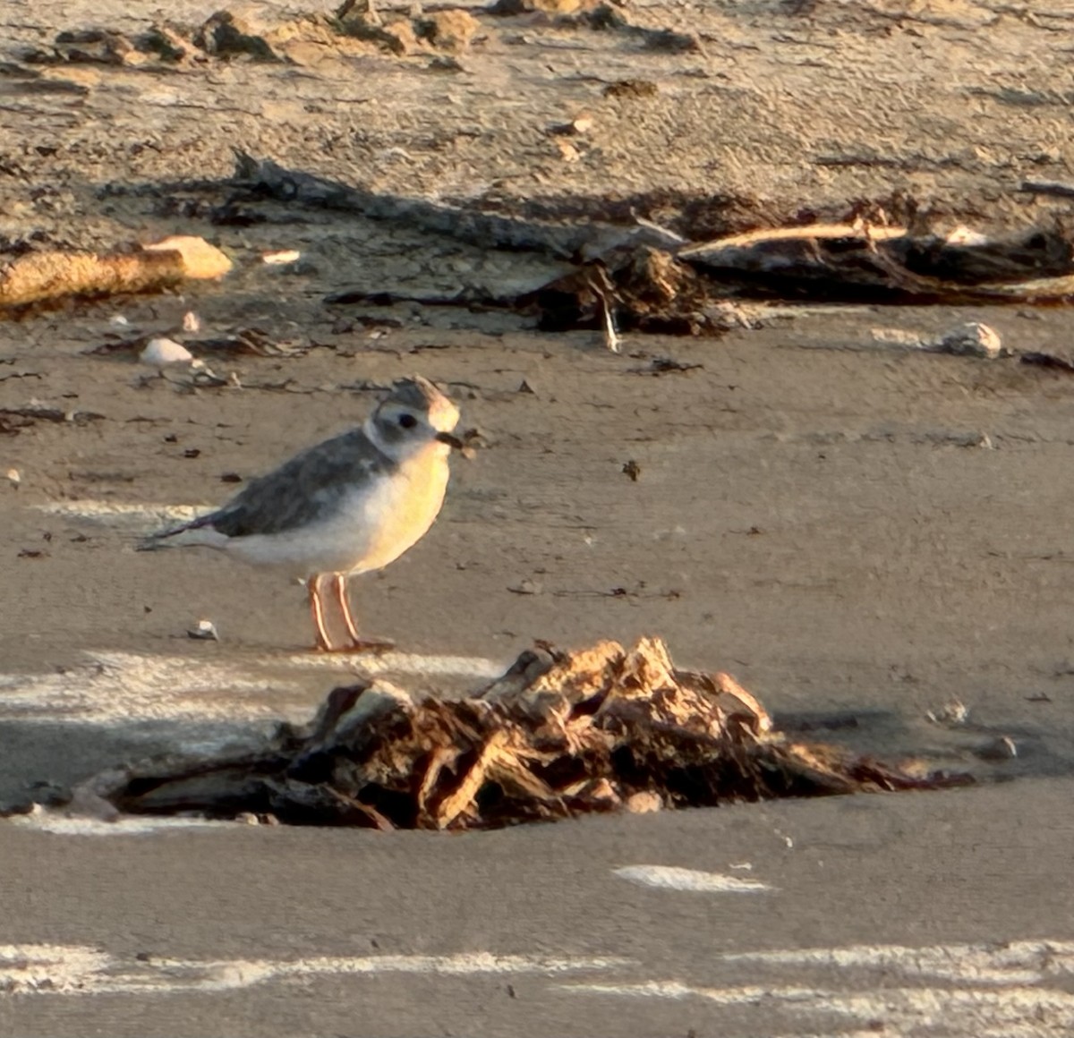 Piping Plover - ML642836329