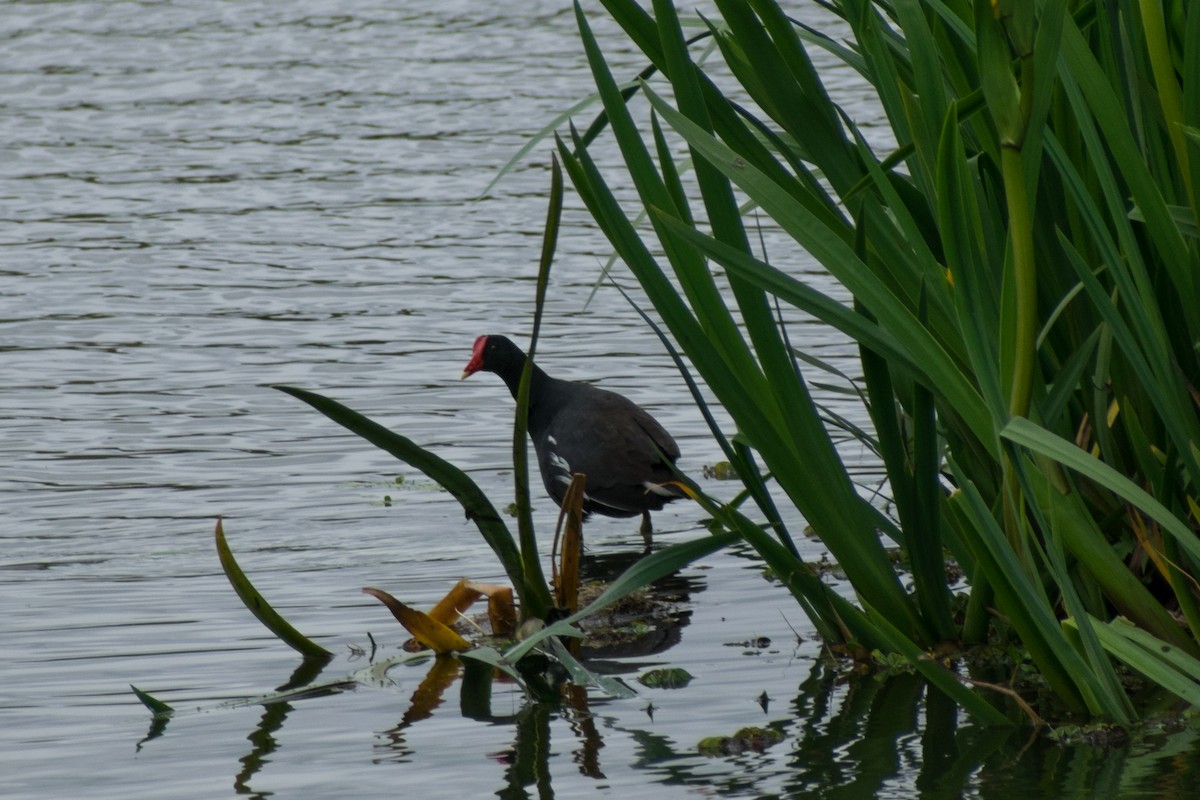 Common Gallinule - ML642836331