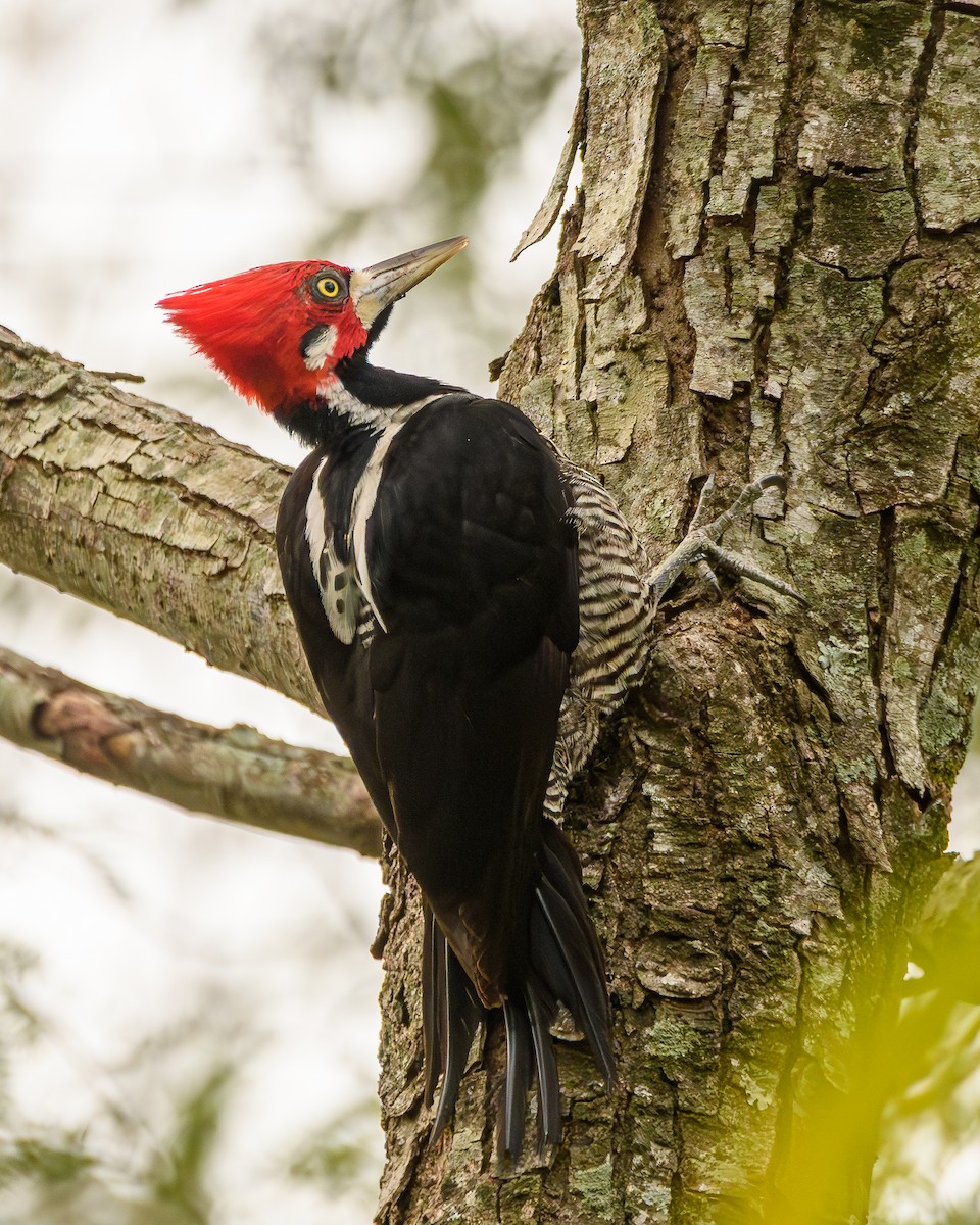 Crimson-crested Woodpecker - ML642836332