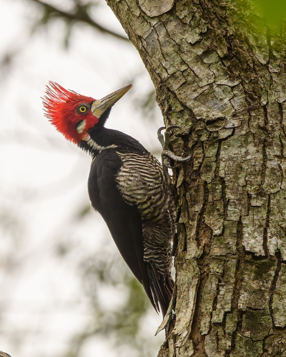 Crimson-crested Woodpecker - ML642836333