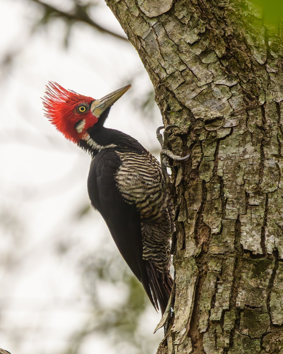 Crimson-crested Woodpecker - ML642836334