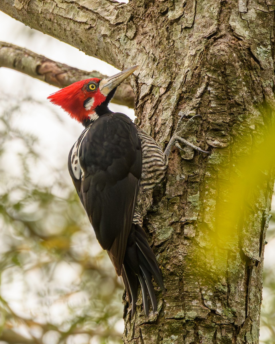 Crimson-crested Woodpecker - ML642836335