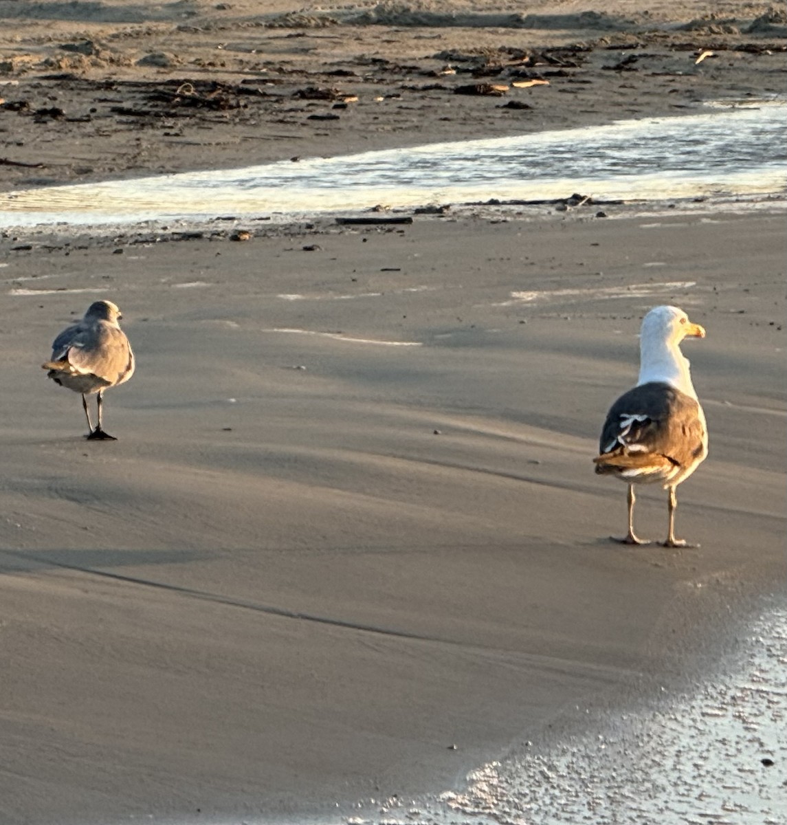 Lesser Black-backed Gull - ML642836337
