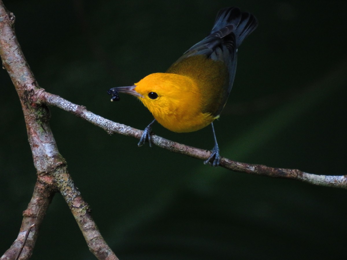 Prothonotary Warbler - ML642836339