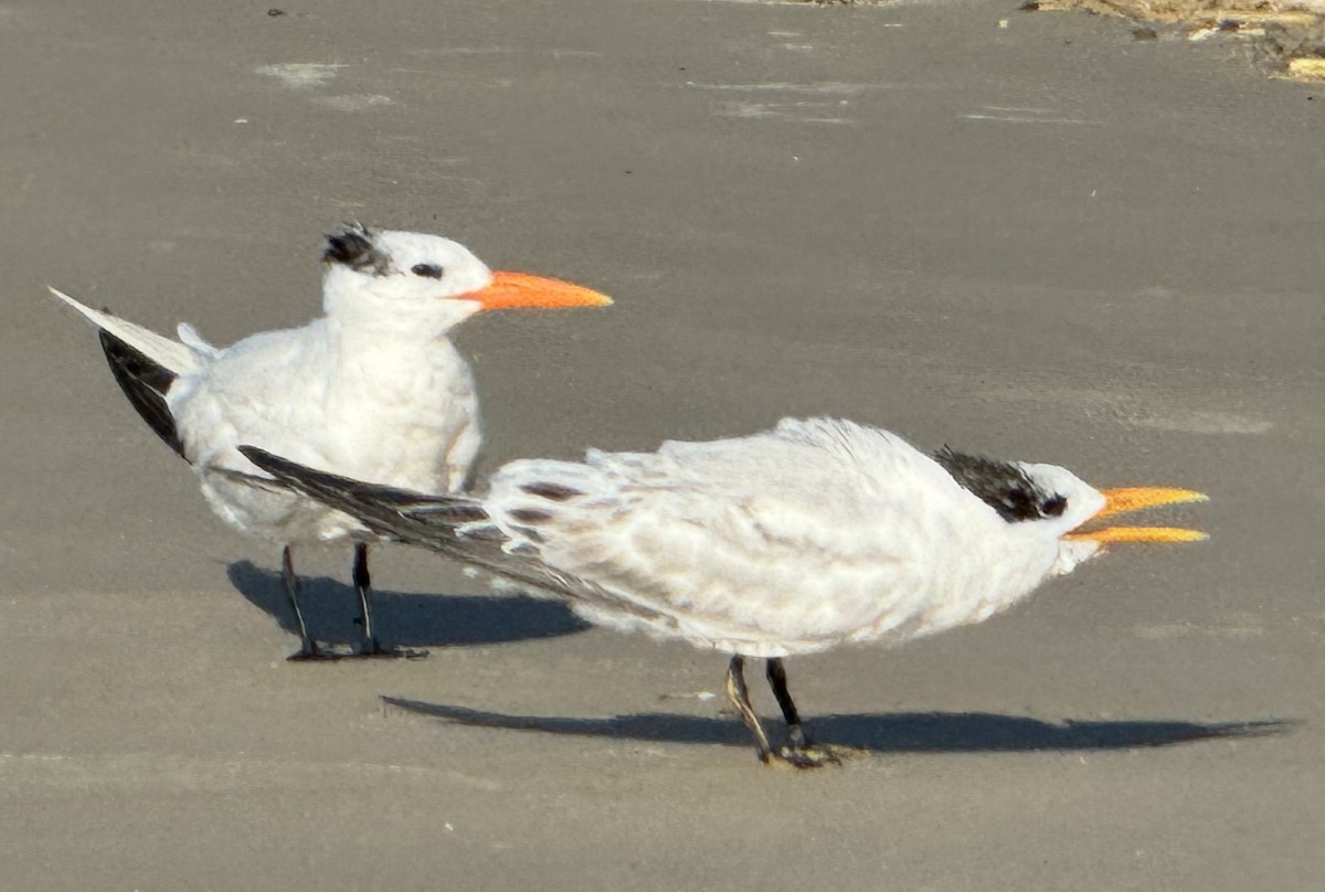 Royal Tern - ML642836341
